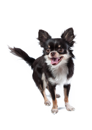 Chihuahua isolated on white の写真素材