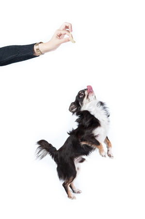 Chihuahua isolated on white の写真素材