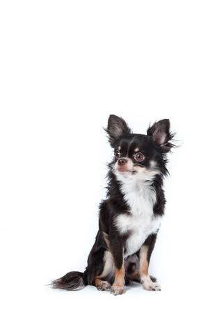 Chihuahua isolated on white の写真素材