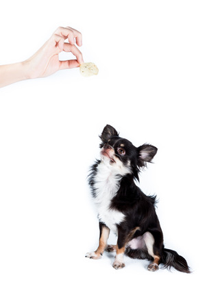 Chihuahua isolated on white の写真素材