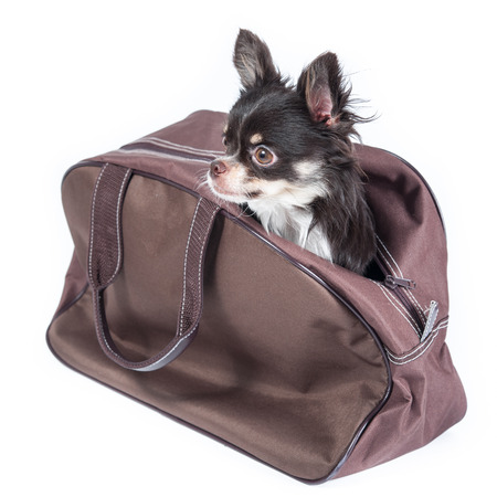 Chihuahua in bag isolated on white の写真素材