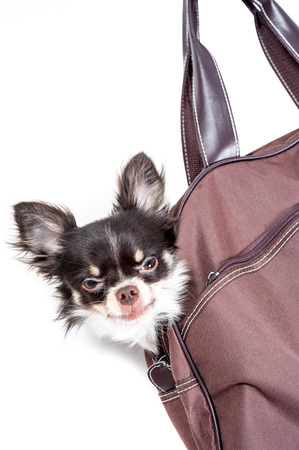 Chihuahua in bag isolated on white の写真素材