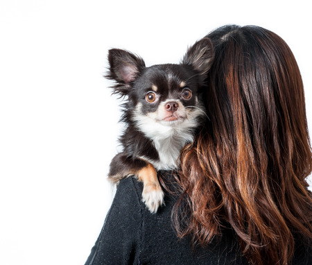 Chihuahua isolated on white の写真素材