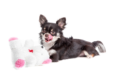 Chihuahua isolated on white の写真素材