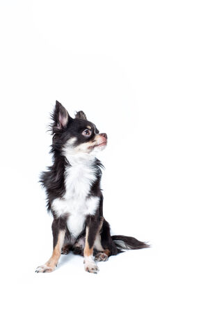 Shihuahua isolated on white backgroundの写真素材
