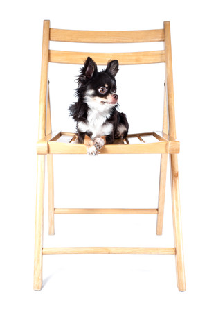 Chihuahua isolated on white の写真素材