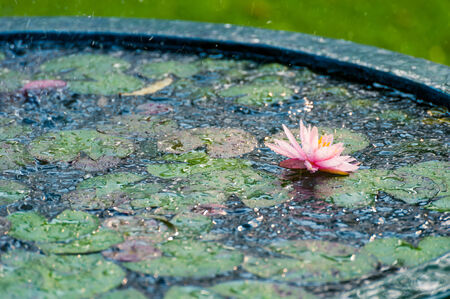 Beautiful Lotus, water lily in pondの写真素材