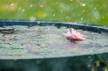 Beautiful Lotus, water lily in pondの写真素材