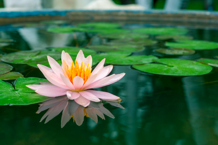 Beautiful Pink Lotus, water plant in pondの写真素材