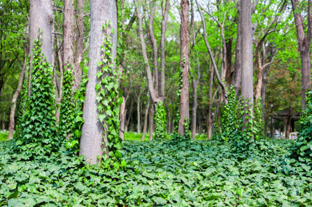 Green forest with trees and ivy