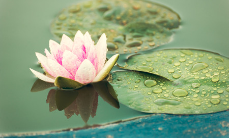 A beautiful pink waterlily or lotus flower in pond vintage photo filter, retro styleの写真素材