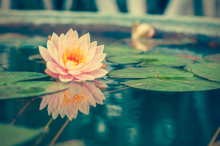 A beautiful pink waterlily or lotus flower in pond vintage photo filtered retro styleの写真素材