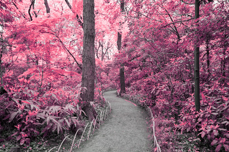 Fantasy Scene of red forest with walking pathの写真素材