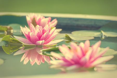 A beautiful pink waterlily or lotus flower in pond vintage photo filtered retro styleの写真素材