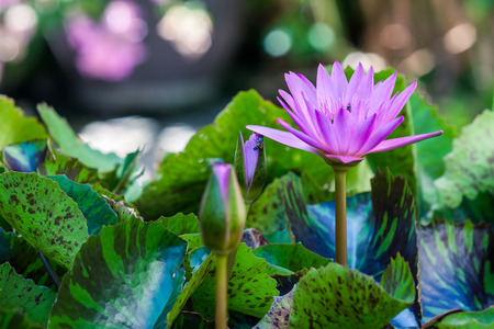 Purple Lotus flowerの写真素材