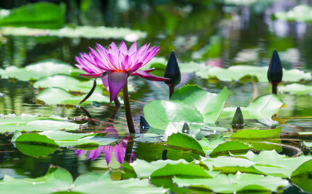 Beautiful pink lotus water lily in pondの写真素材