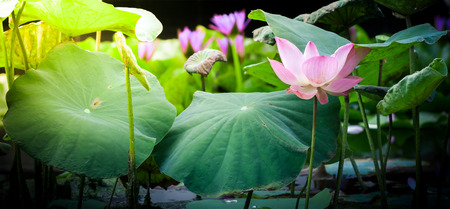 Beautiful pink grand lotus flower or water lilyの写真素材