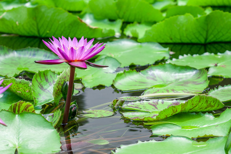 Beautiful pink lotus water lily in pondの写真素材