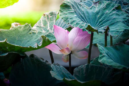 Beautiful pink grand lotus flower or water lilyの写真素材