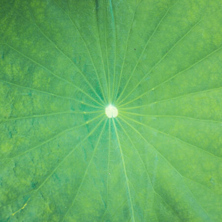 texture of lotus leafの写真素材
