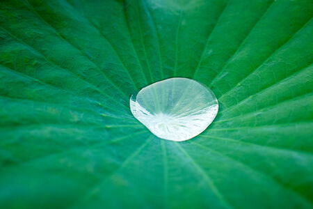 Water drop on lotus leafの写真素材
