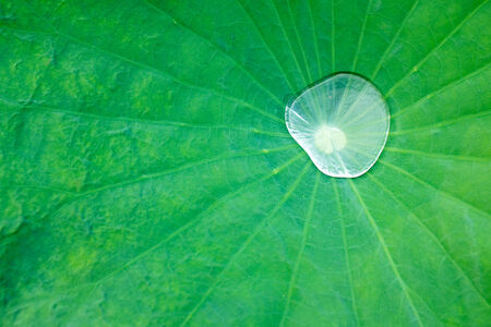 Water drop on lotus leafの写真素材