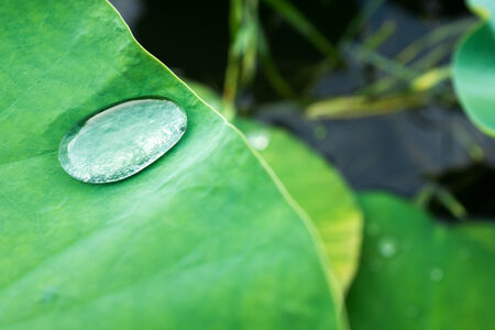 Water drop on lotus leafの写真素材