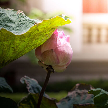 Beautiful grand lotus under huge leaf with sun lightの写真素材
