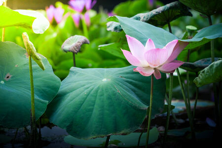 Beautiful pink grand lotus flower or water lilyの写真素材
