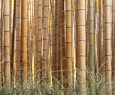 pattern of yellow bamboo forest in autumnの写真素材