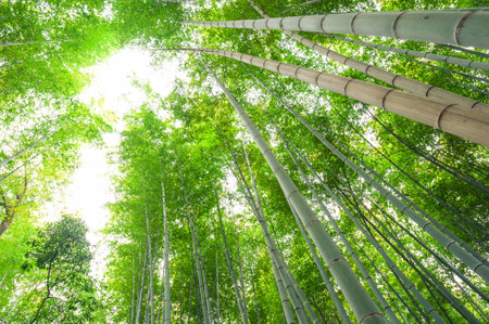 Bamboo grove, bamboo forest at Arashiyama, Kyoto, Japanの写真素材