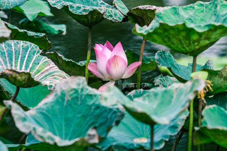 Beautiful pink  lotus water lily in pondの写真素材