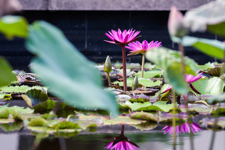 Beautiful pink  lotus or water lily in pondの写真素材