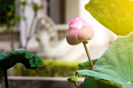 Beautiful pink  lotus or water lily in pondの写真素材