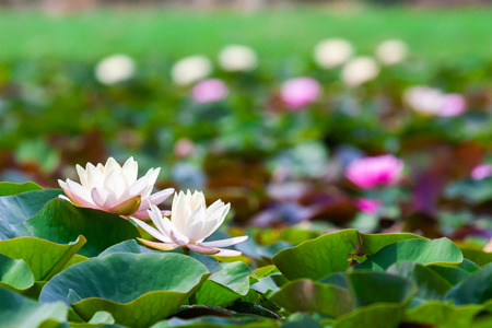 white lotus or water lily in pondの写真素材