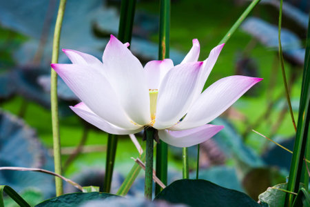 beautiful grand lotus or water lily in pondの写真素材