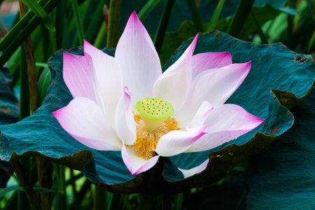 beautiful grand lotus or water lily in pondの写真素材