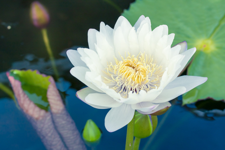 Beautiful white lotus or water lily in pondの写真素材