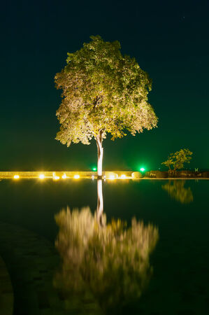 abstract tree night time with reflection on waterの写真素材