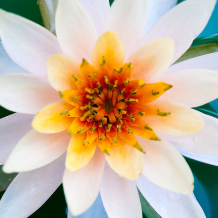 Close up lotus flower or water lily in pondの写真素材