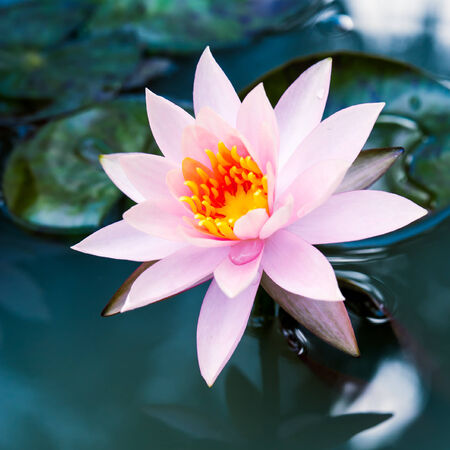 A beautiful pink waterlily or lotus flower in pondの写真素材