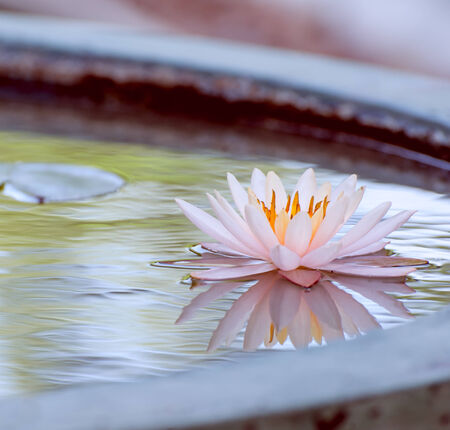 A beautiful pink waterlily or lotus flower in pond vintage photo filtered retro styleの写真素材