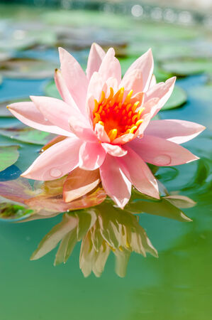 beautiful pink waterlily or lotus flower in pondの写真素材