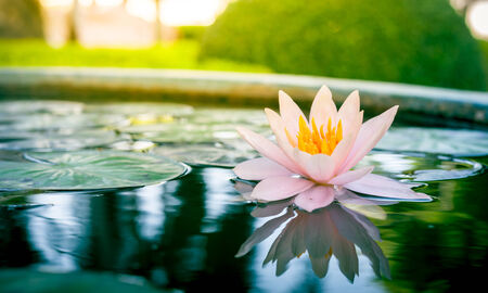 beautiful pink waterlily or lotus flower in pondの写真素材