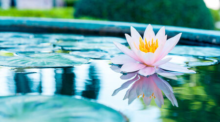 beautiful pink waterlily or lotus flower in pondの写真素材