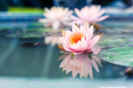 beautiful pink waterlily or lotus flower in pondの写真素材