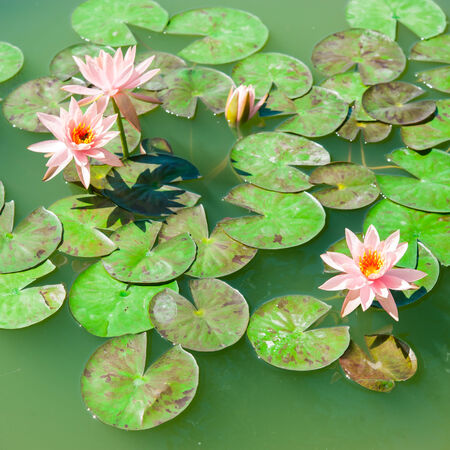 beautiful pink waterlily or lotus flower in pondの写真素材