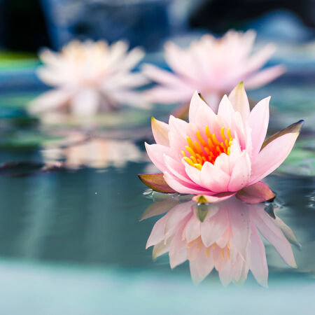 beautiful pink waterlily or lotus flower in pondの写真素材