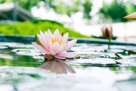 Beautiful pink lotus flower in pondの写真素材