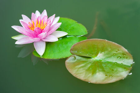 Beautiful pink lotus flower in pondの写真素材